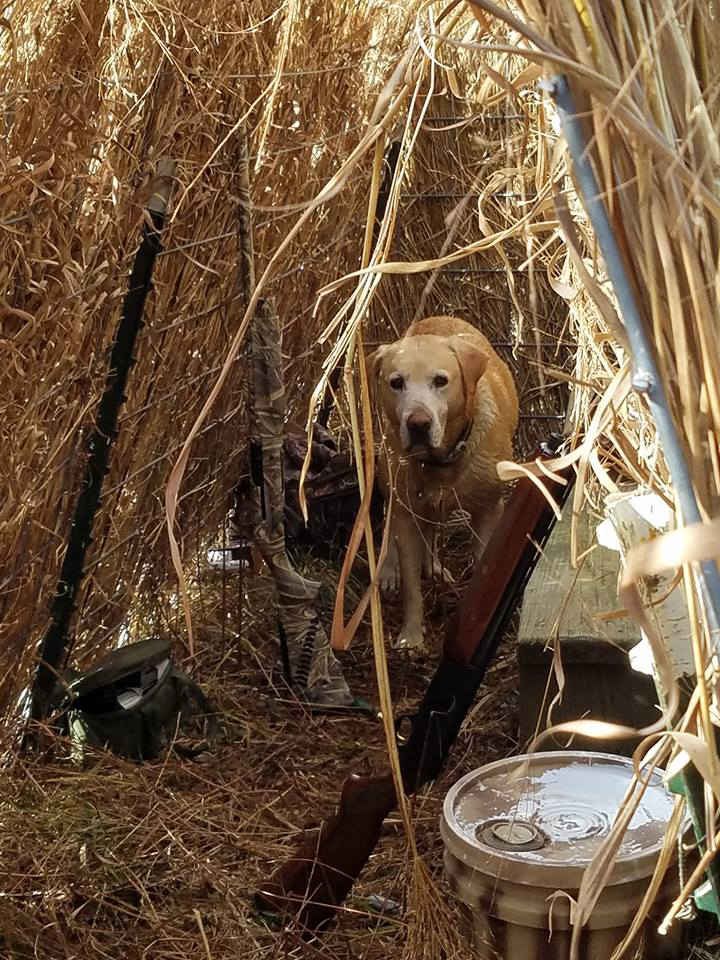 Deer Seasons & Bag Limits - Maryland Hunting