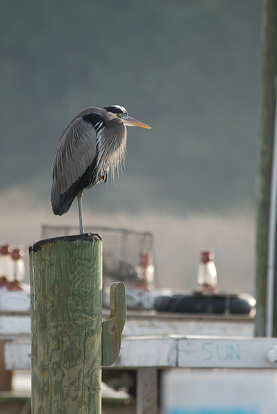 vg covr 09 heron boat 2