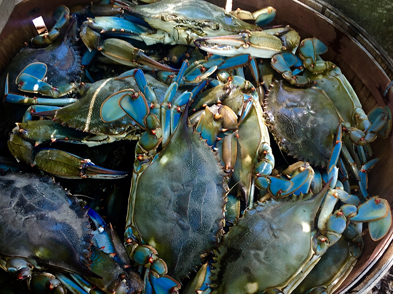 Chasing the Chesapeake Bay Blue Crab