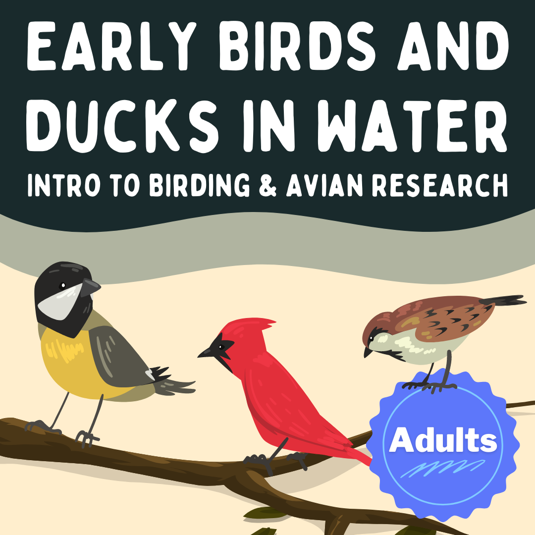 Early Birds & Ducks in Water: An Intro to Birding & Avian Research