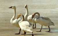 Tundra Swan