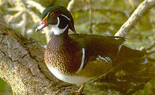 Wood Duck