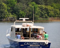 Callinectes