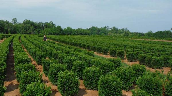 Angelica Nurseries